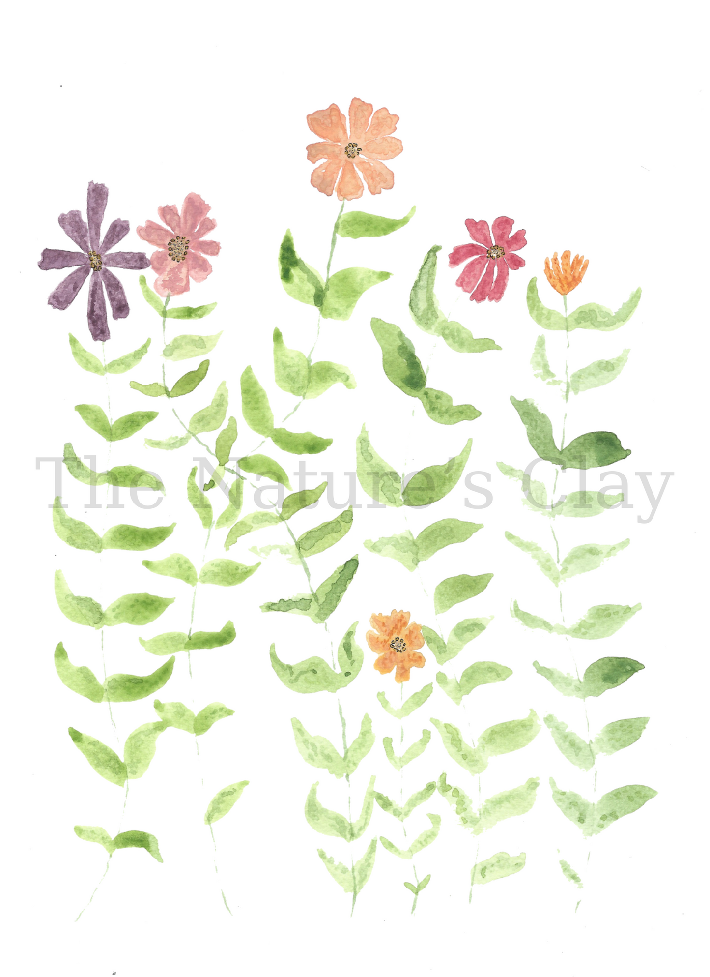 Zinnia Print