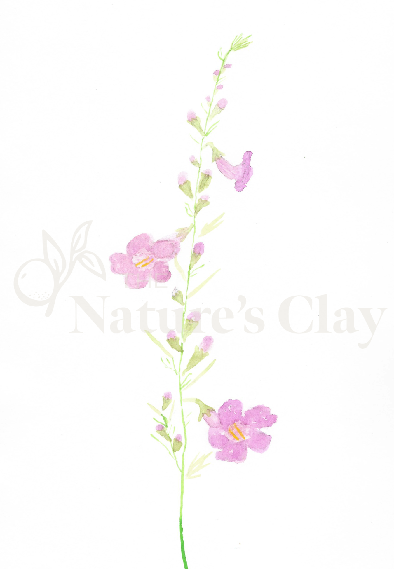 False Foxglove Print